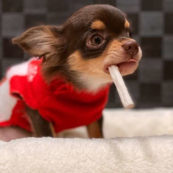 吠えやすい犬種ランキング 来客吠えの対処方法も いぬのきもちweb Magazine