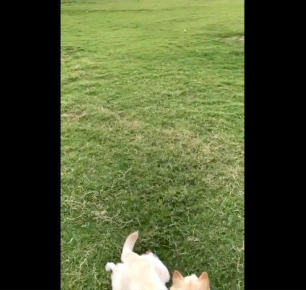 ボールを見つめるチョビちゃん