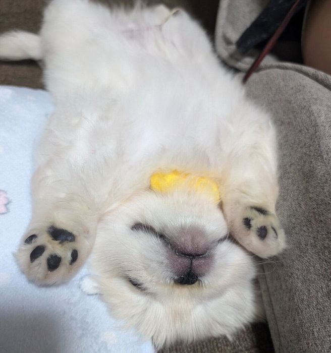 子犬時代のたくあんくん