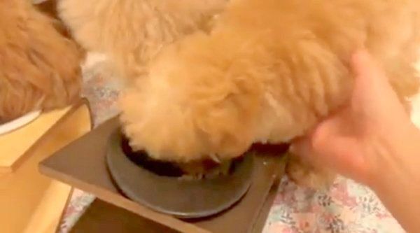 ごはんを食べるトイ・プードル3姉妹