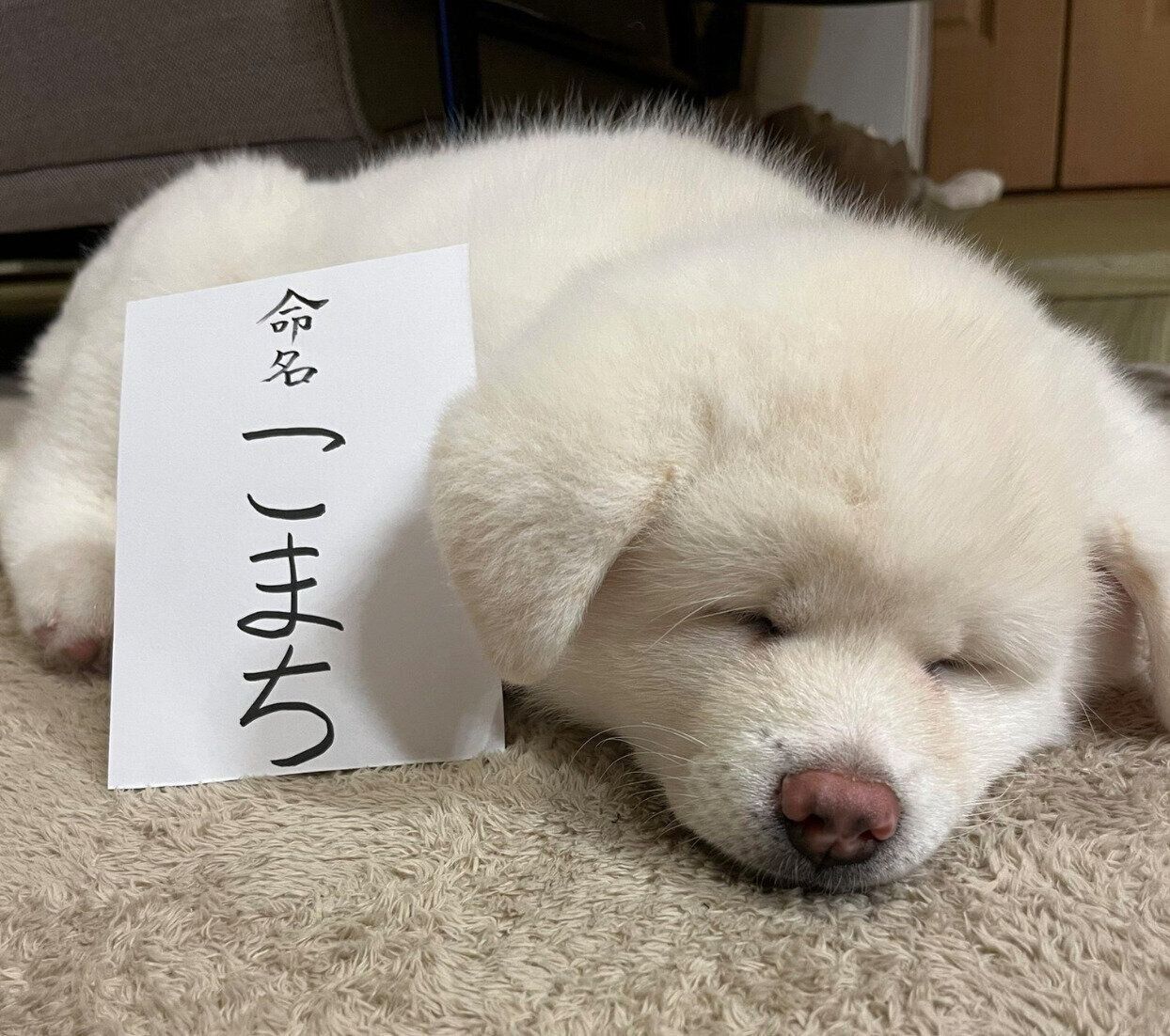 お迎え当時のこまちちゃん。