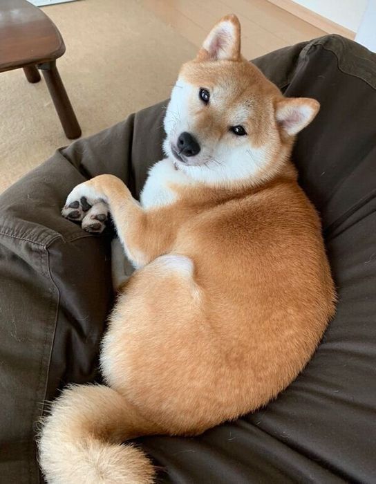 まったりするオイルちゃん