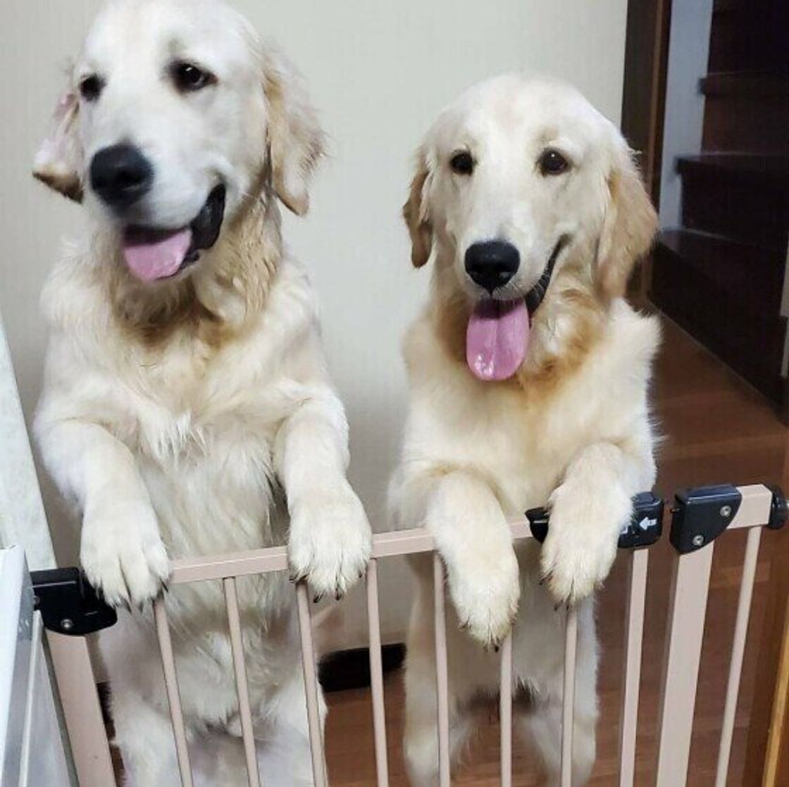 21年 大型犬のおもちゃ人気ランキングtop5 飼い主さんのアンケート結果は いぬのきもちweb Magazine 21年 大型犬のおもちゃ人気ランキングtop5 飼い主さんのアンケート結果は いぬのきもちweb Magazine