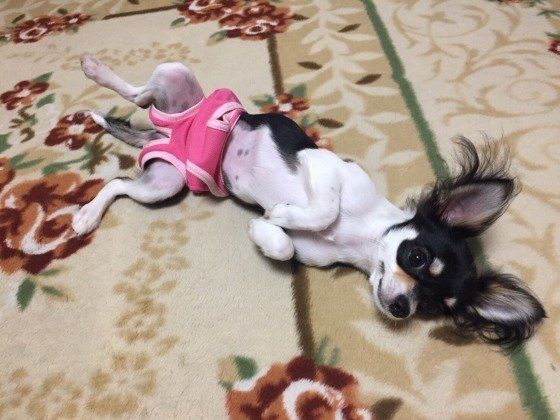 術後服を上手に脱ごうとするチワワちゃん