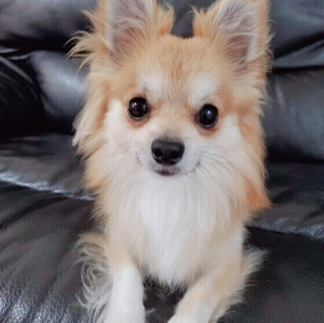 犬の 嬉しい興奮のツボ はどこにある 犬がグルグルと回る理由 いぬのきもちweb Magazine 犬の 嬉しい興奮のツボ はどこにある 犬がグルグルと回る理由 いぬのきもちweb Magazine