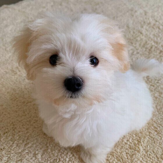 犬に好かれる人ってどんな人？ 犬に嫌われる人との特徴の違いとは いぬのきもち