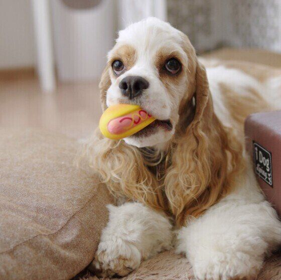 おもちゃをくわえるアメリカン・コッカー・スパニエル