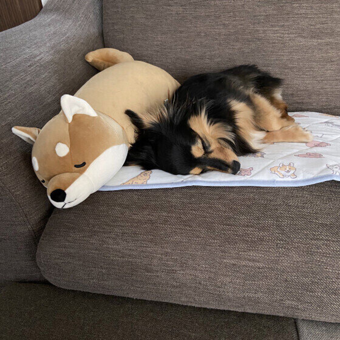 犬 くっつい て 寝る