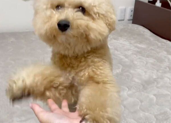 オテをするポテチくん