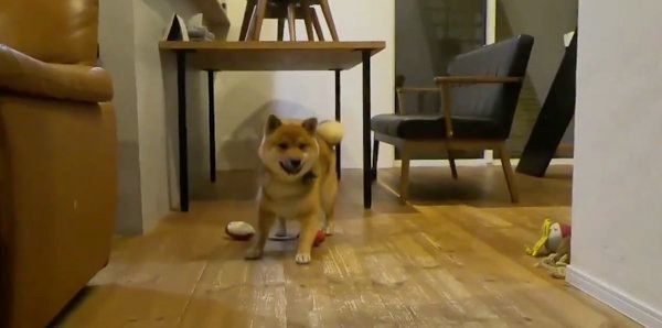 ボール遊びを楽しむおにぎりくん