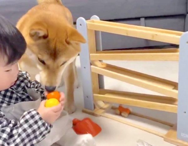 妹ちゃんのおもちゃにハマるりんご郎くん