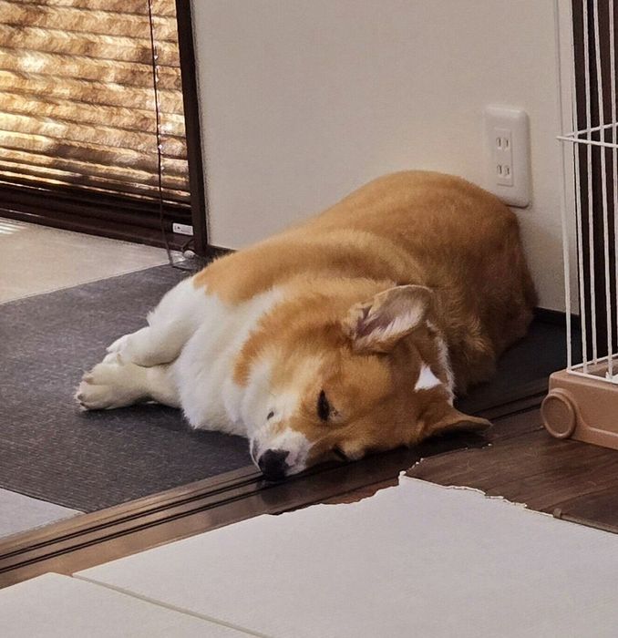 床の上で眠る月姫ちゃん