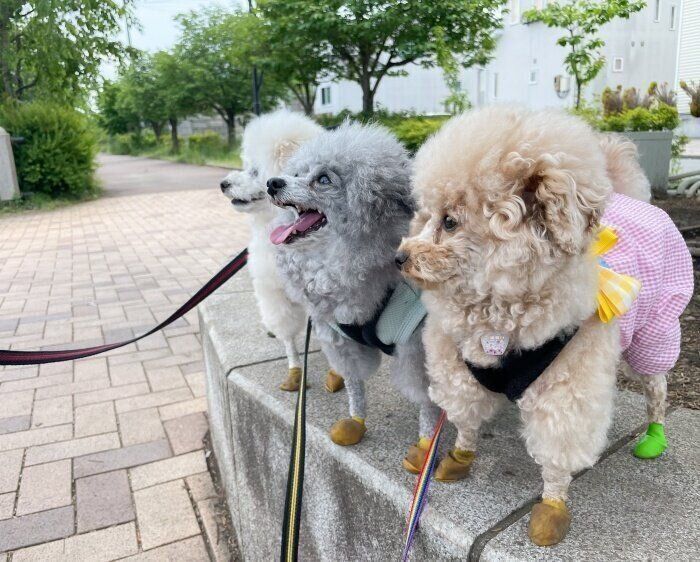 並んで前方を見つめるゆのちゃん(手前)、もくくん(中央)、こまりちゃん(奥)