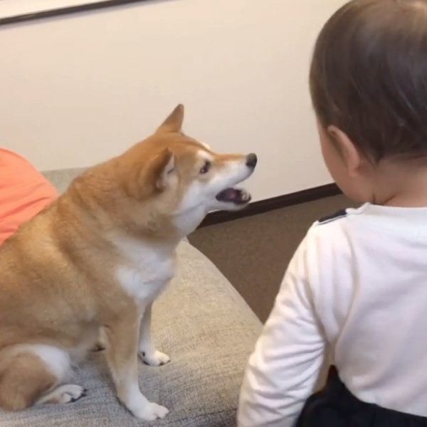 柴犬のももかちゃんと妹ちゃん