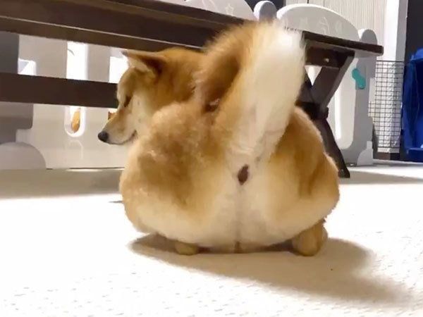 おしりカットしてもらったりんご郎くん