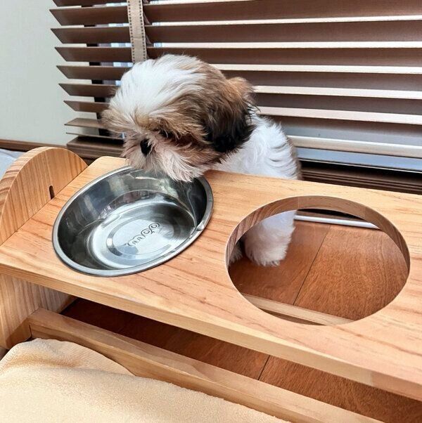 水を飲もうとするぽんちょちゃん