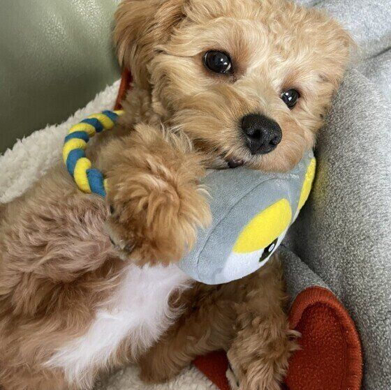 「犬に愛される人」ってどんな人？愛されるための接し方は？獣医師に聞いてみた いぬのきもち