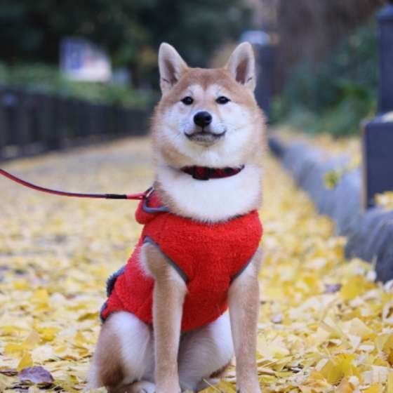 お散歩する柴犬