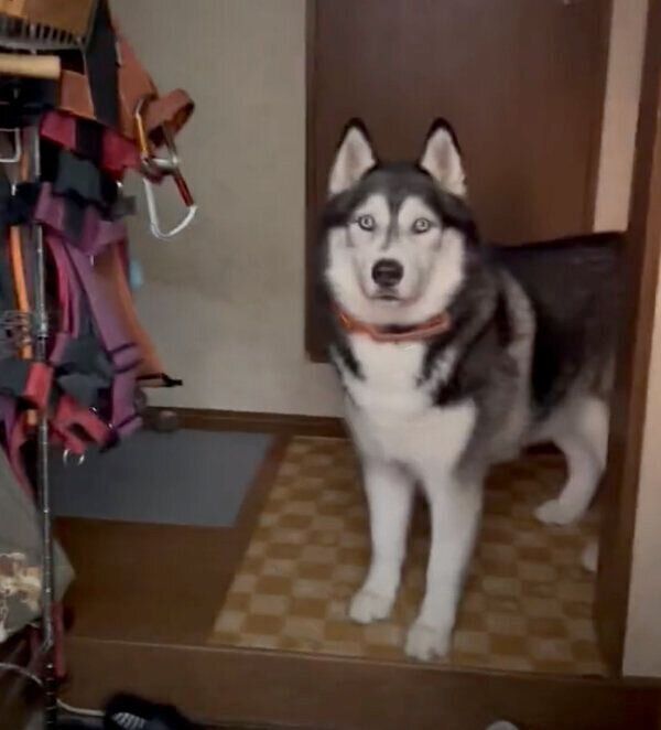 飼い主さんを出迎えるバジルくん