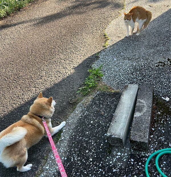 猫に「遊ぼ」とアピールするゆめちゃん
