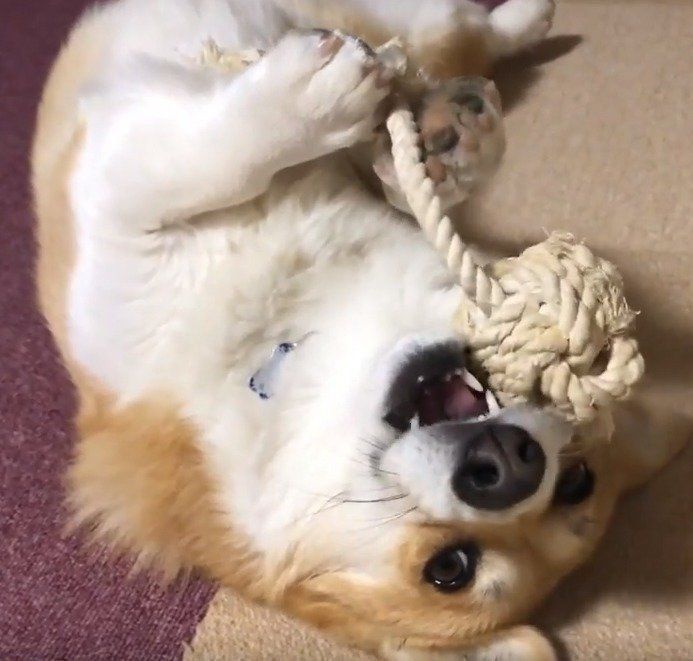 ロープをカミカミする陽菜ちゃん