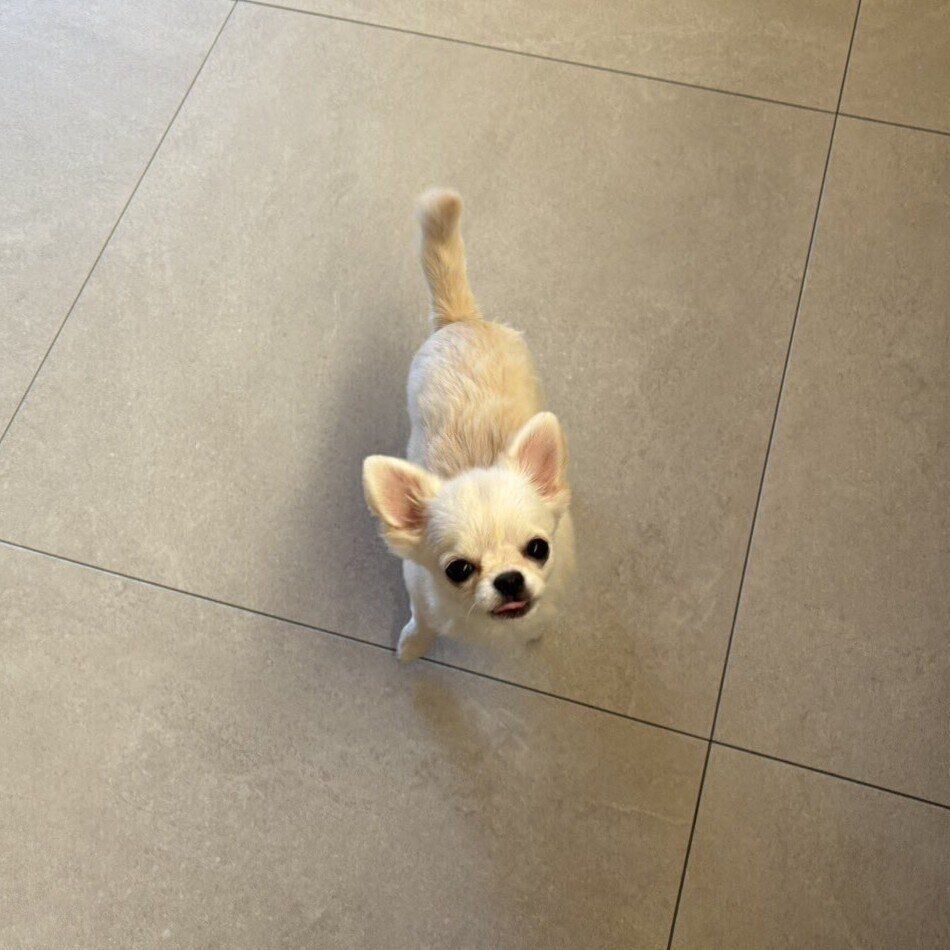 別の日　飼い主さんを見つめるなたりーちゃん