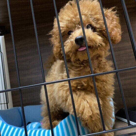 トイ・プードルのうめくん