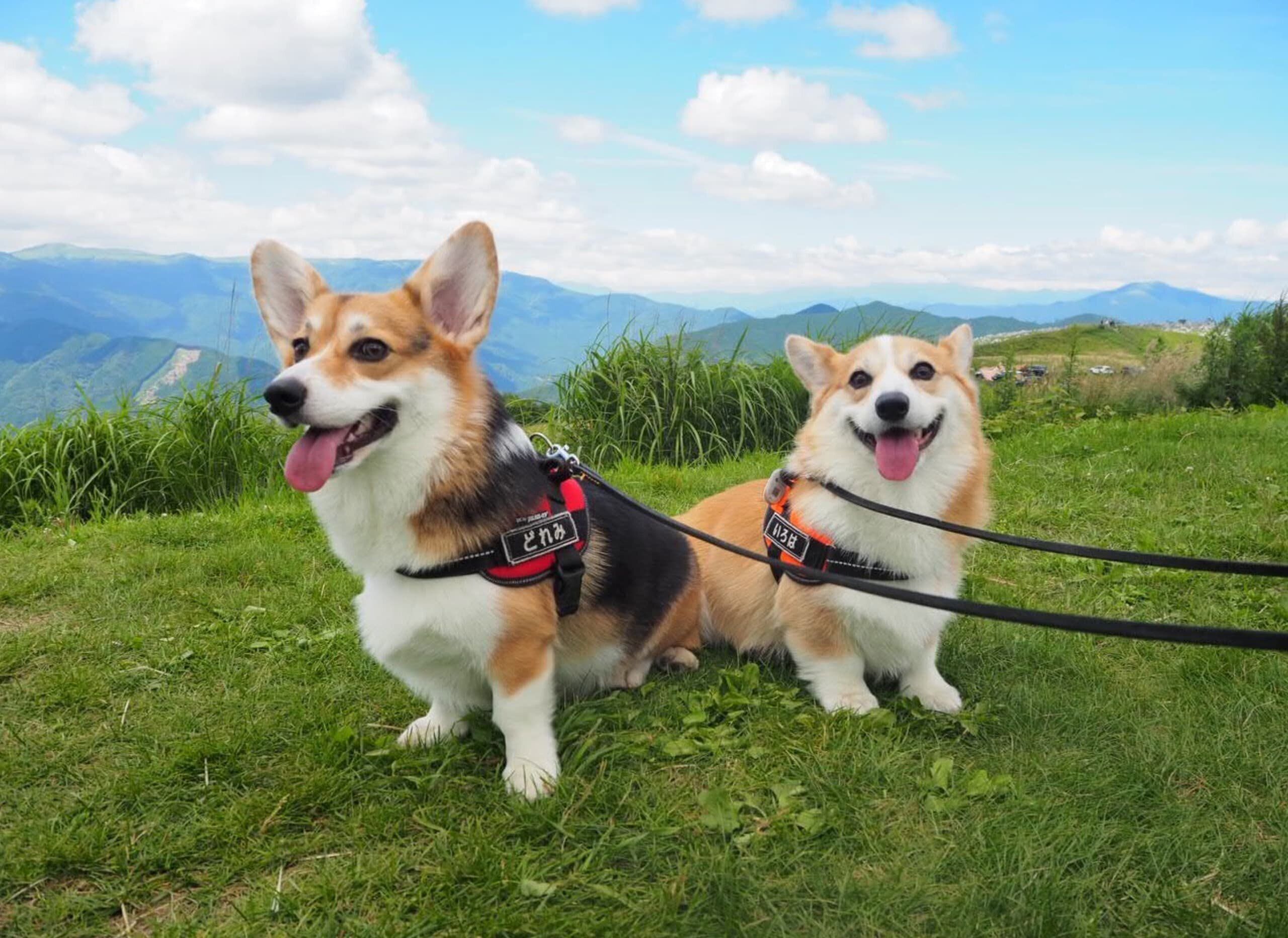 いろはちゃん、どれみちゃん