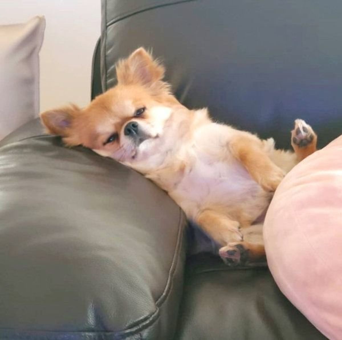かわいいけどなんか笑える おじさんみたいな犬の仕草 表情 いぬのきもちweb Magazine かわいいけどなんか笑える おじさんみたいな犬の仕草 表情 いぬのきもちweb Magazine
