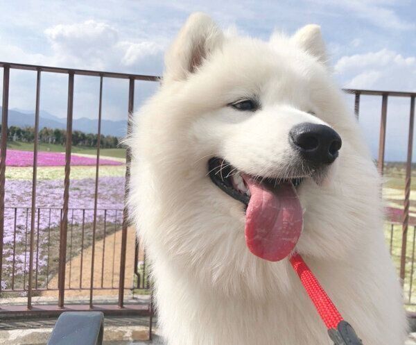 笑顔のサニーちゃん