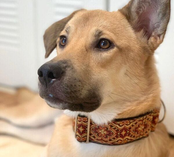 マーチンゲールカラーをつけるカイトくん