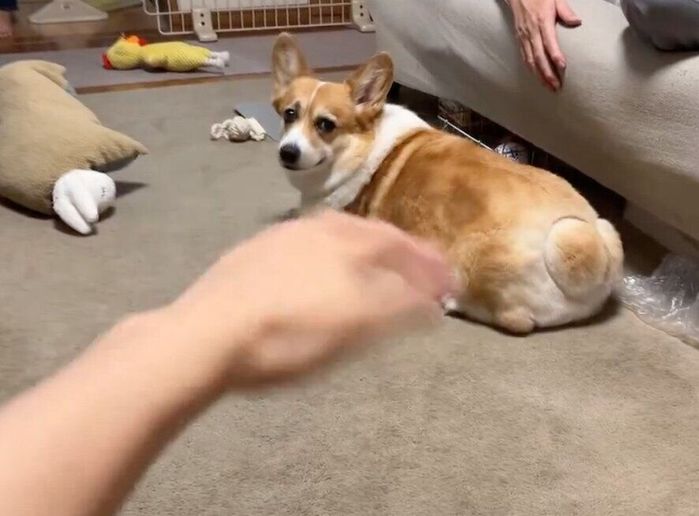 飼い主さんを見つめるはなちゃん