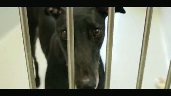 保護施設のグレーハウンド