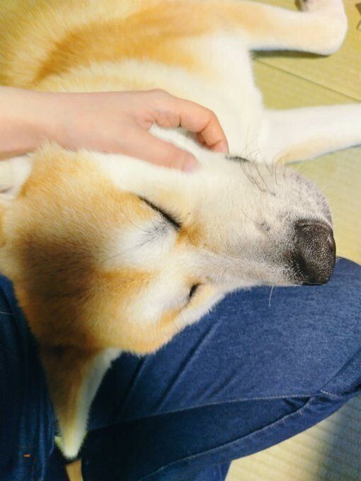 飼い主さんに甘える秋田犬