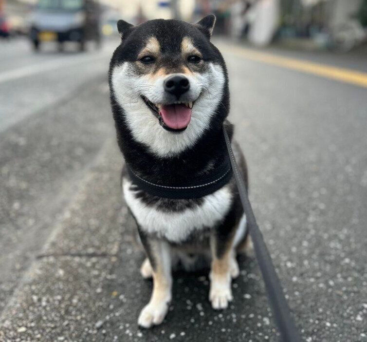 ニコニコで“拒否柴”をするロクくん