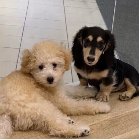 ミニチュア・ダックスフンドのベルちゃん