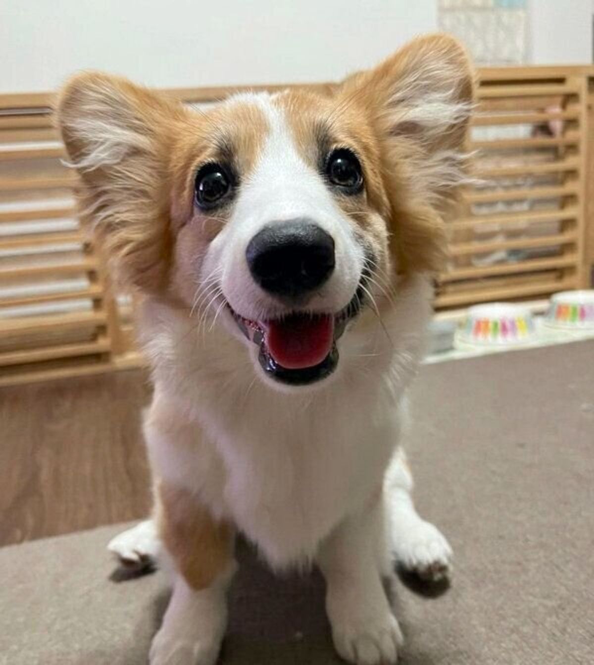 D40ff14nzpgztm D40ff14nzpgztm