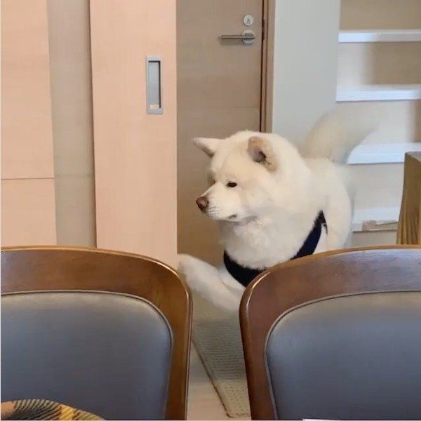 かまってほしい任三郎くん