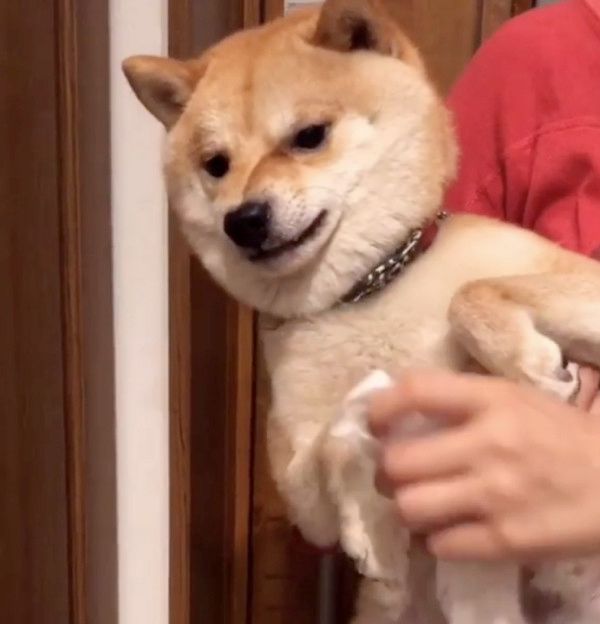 足拭きが嫌いな柴犬