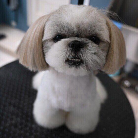 毛並みの整ったシー・ズー