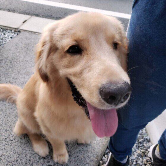 おやつを待つゴールデン・レトリーバー