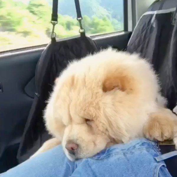 くしゃくしゃ笑顔のチャウ・チャウ