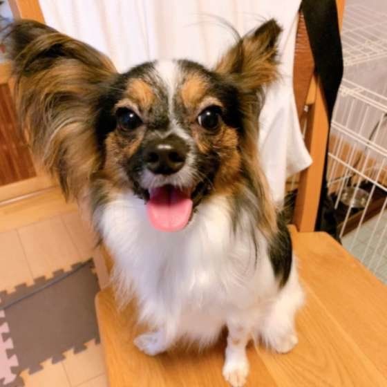 見つめるパピヨン