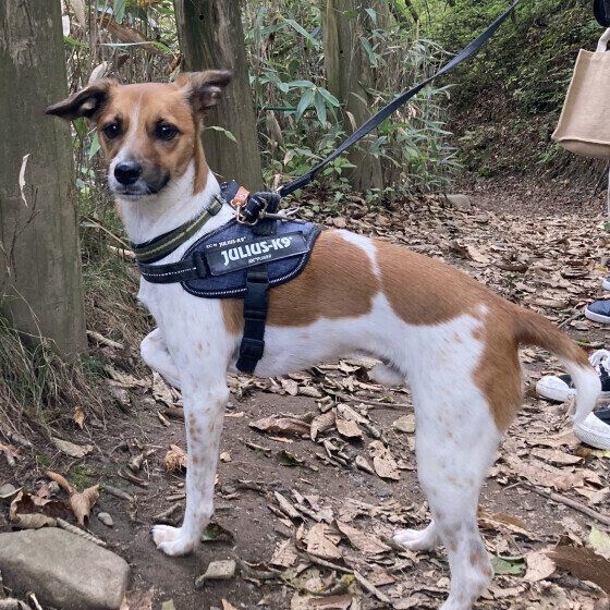 散歩するジャック・ラッセル・テリア