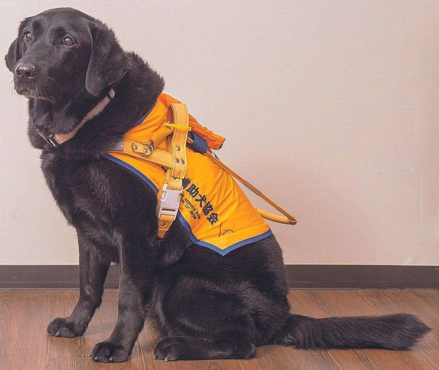 街中で 補助犬 に出会ったとき しないでほしい4つのこと いぬのきもちweb Magazine 街中で 補助犬 に出会ったとき しないでほしい4つのこと いぬのきもちweb Magazine