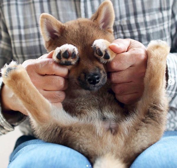 柴犬のりなちゃん