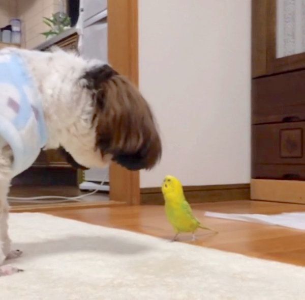 インコに遊ばれるシー・ズー