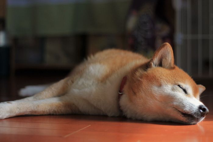 眠っている柴犬