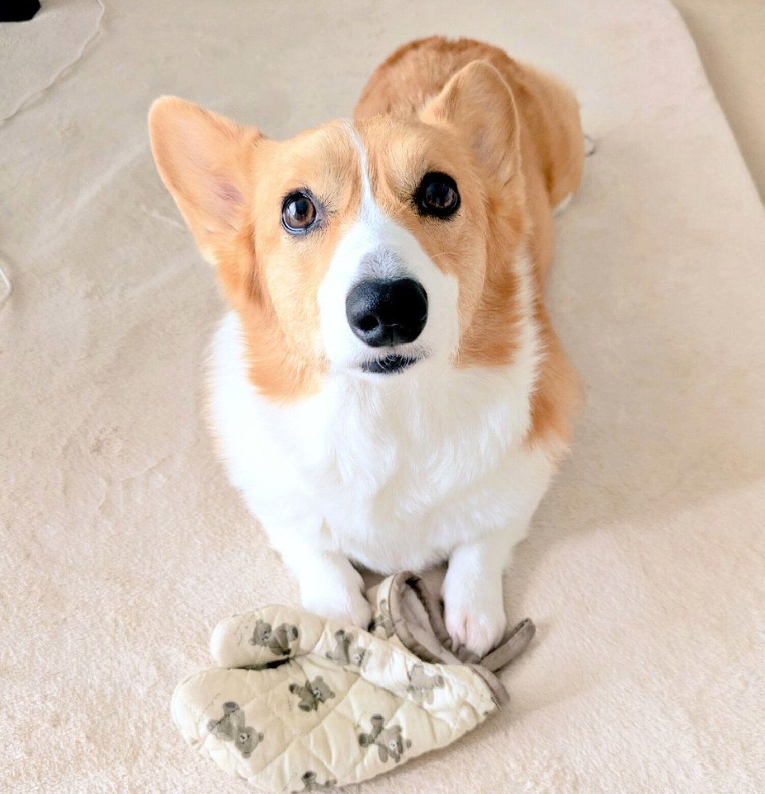見つめるこまちちゃん