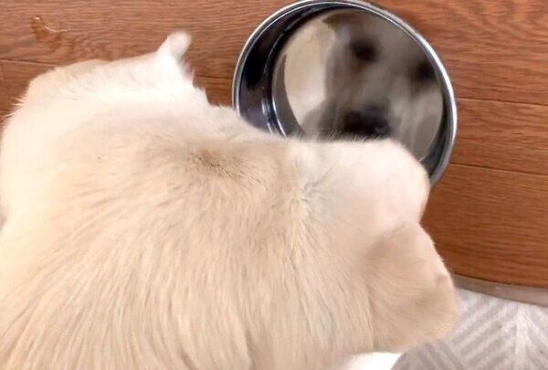 食器に映る自分見て首をかしげるれもんちゃん